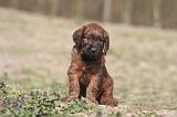 BRIARD 194